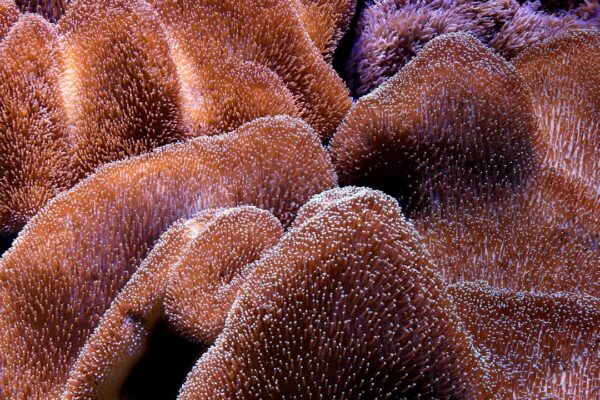Unlocking the Benefits of ICICI Coral Rupay Credit Card