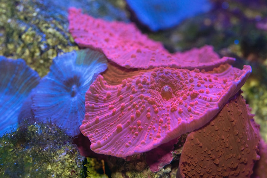 Photo icici coral rupay credit card benefits